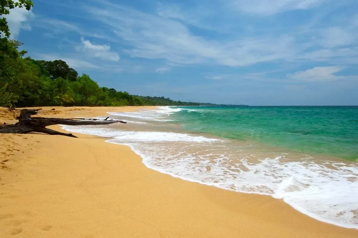 Tropical sandy beach with turquoise waves, driftwood on the shore, and lush green trees under a blue sky.