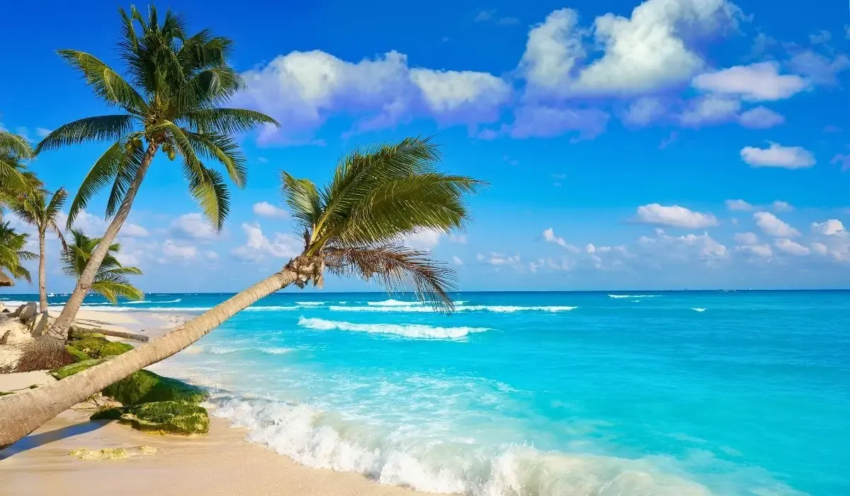 Tropical beach in Mexico with a leaning palm tree and turquoise waves, ideal for Canadians investing in overseas property and securing favourable CAD to MXN transfers for their purchase.