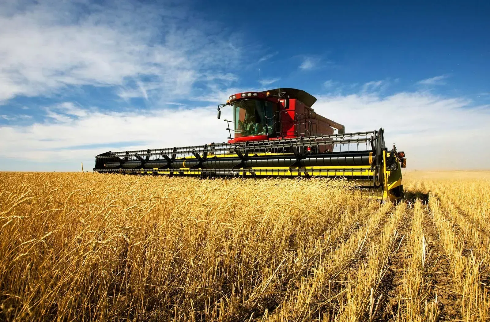 Combine harvester operating in a golden wheat field under a bright blue sky during harvest season.